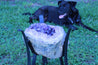 "Purple Pleasure" High Quality 18.00 Amethyst Geode Table w Custom Glass & Stand
