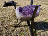 "KING'S COFFEE TABLE" Amethyst Geode Table 16.00 High Quality Brazil T-2