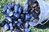 Blue Tiger's Eye "SEE INTO YOURSELF" Healing Gemstone