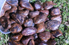Bronzite WEAPON AGAINST NEGATIVITY Reflects Bad Energy Back at the Source