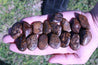 Bronzite WEAPON AGAINST NEGATIVITY Reflects Bad Energy Back at the Source