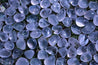 Clear Quartz High Quality Healing Tumbled Gemstone