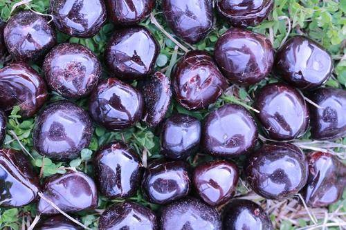 Garnet HEALTHY POSITIVITY UPLIFTING Healing Gemstone